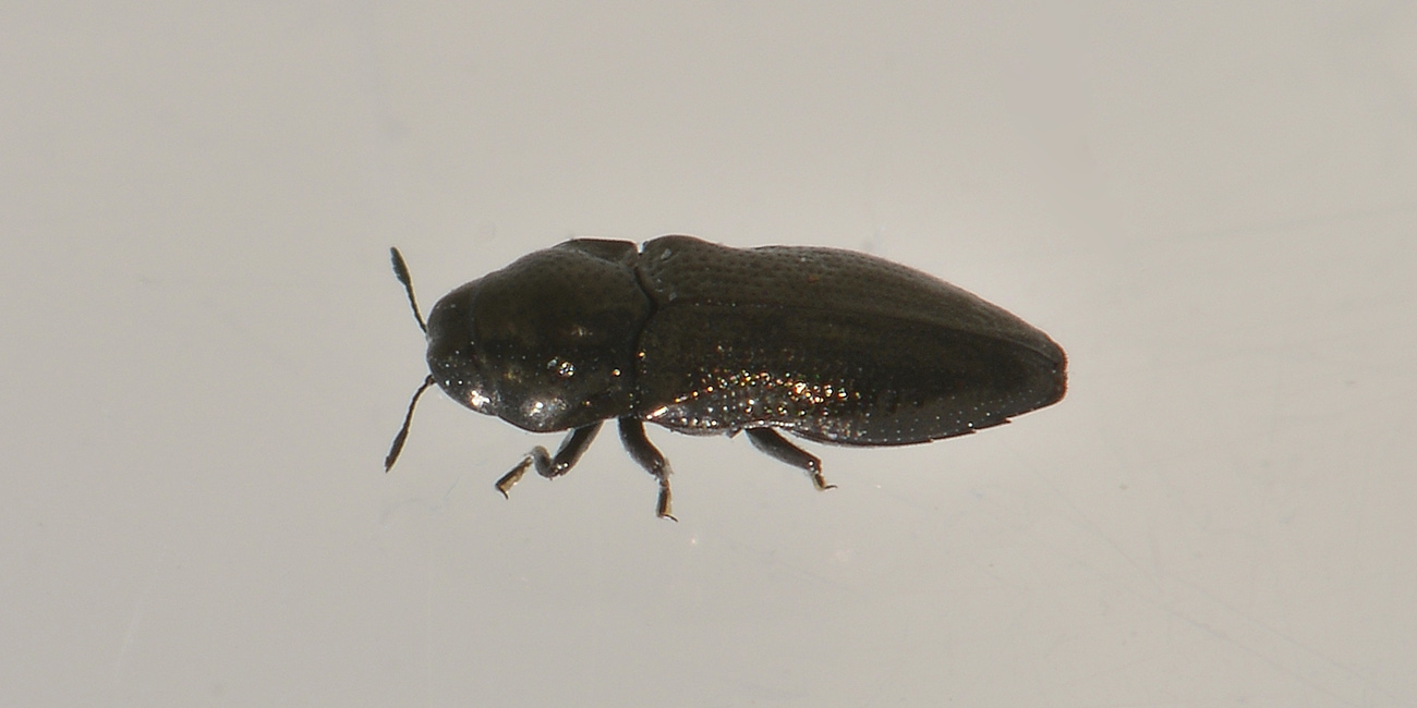 Aphanisticus pygmaeus (Buprestidae)